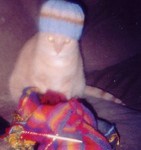 Lil Shane in kitty hat